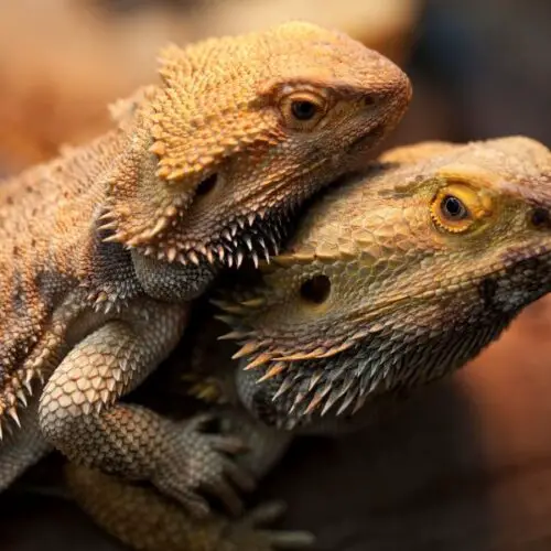 When it is Bearded Dragon Mating Season?