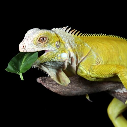 Yellow Ackie Monitor Care Guide: Habitat, Diet, and Temperature